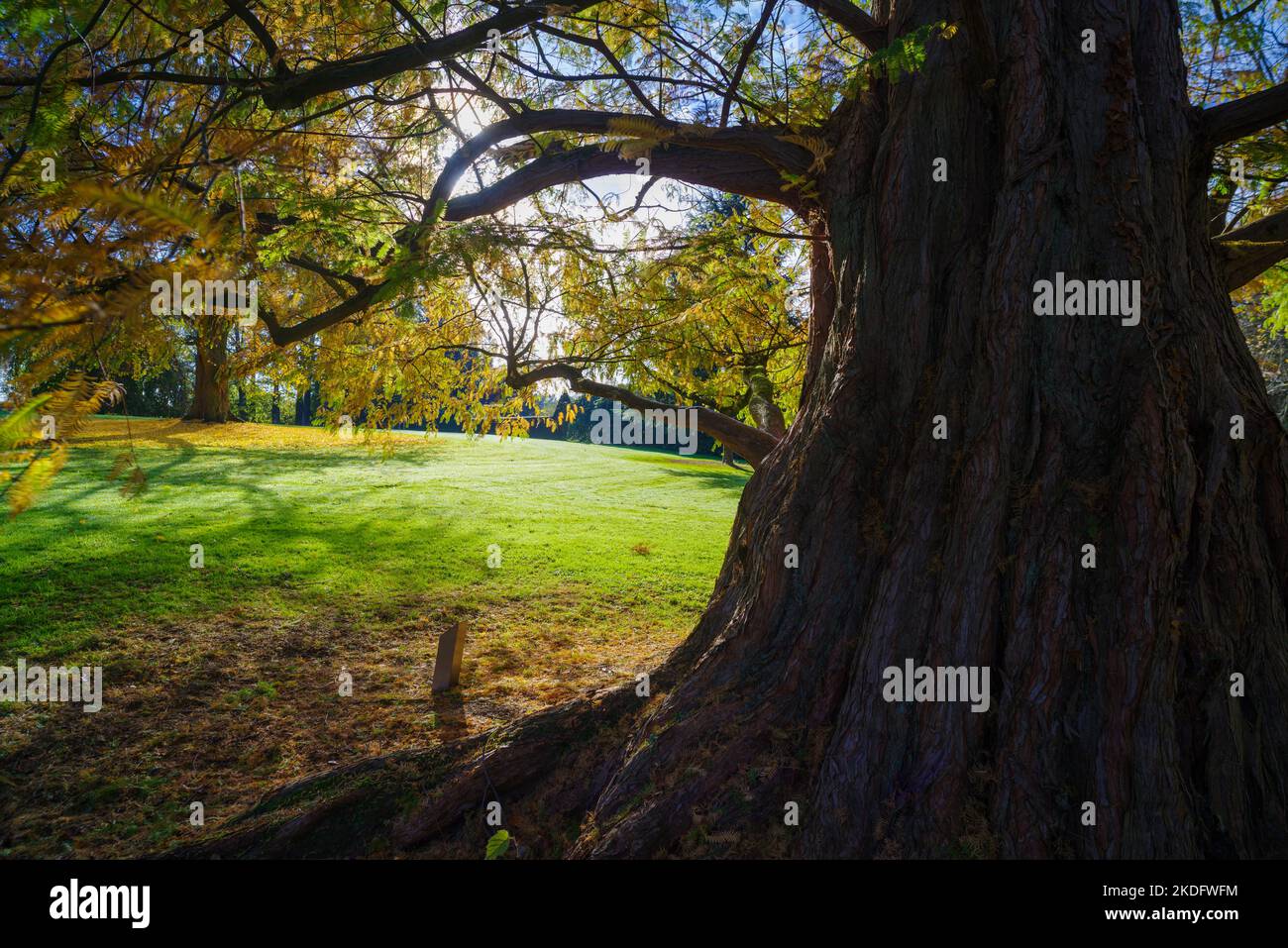 enorme tronco de árbol en un parque de otoño Foto de stock