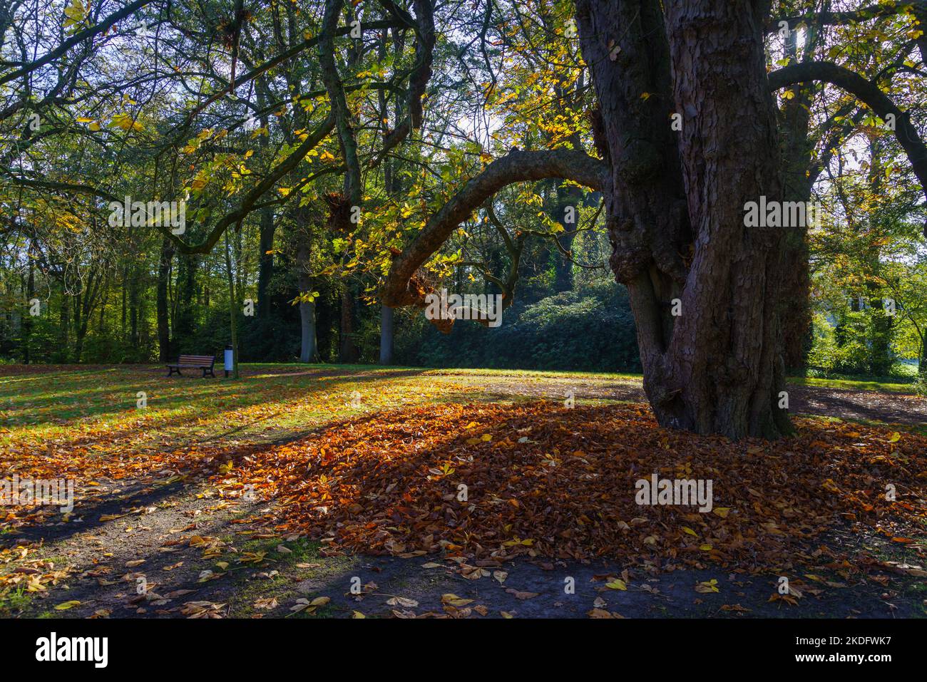 castaño viejo en un parque en otoño Foto de stock
