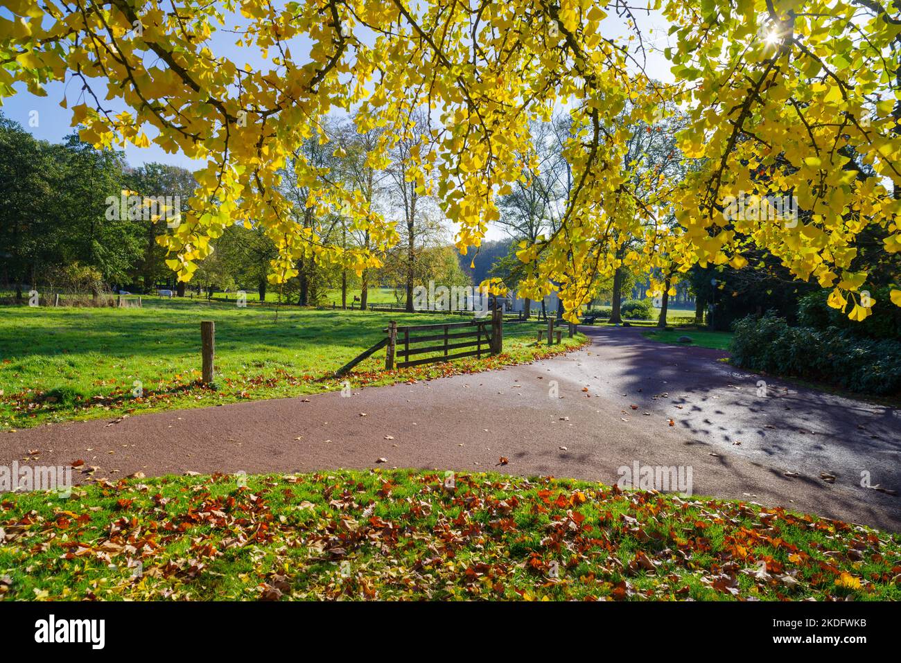 hermosa vista bajo un árbol biloba de ginkgo en un parque de otoño Foto de stock