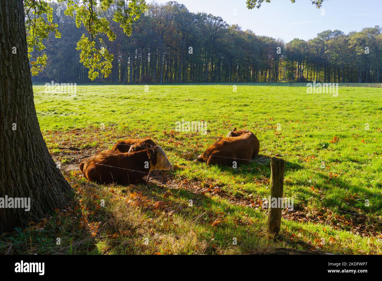 vacas pardas en un prado disfrutando del sol de noviembre Foto de stock