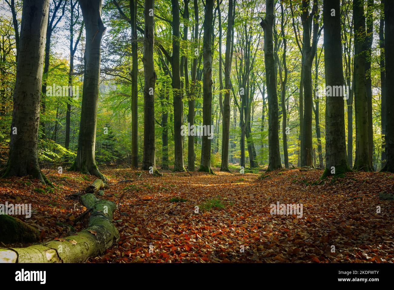 bosque en hermosos colores otoñales Foto de stock
