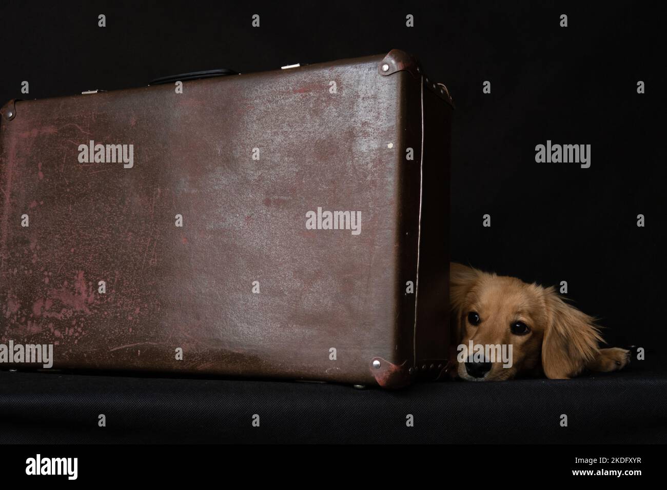 Un perro de pelo largo de pelo rojo como el dachshund al lado de una maleta se encuentra tristemente sobre un fondo negro en el interior del estudio. Foto de stock