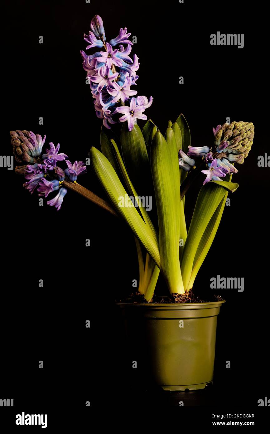 Los hyacinths en una olla plástica Foto de stock