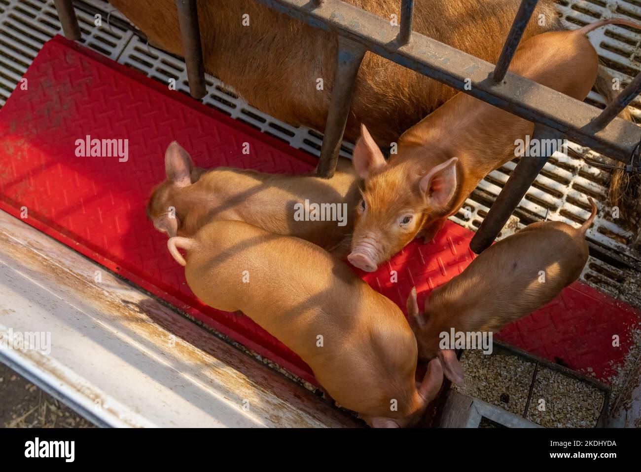 Chimacum, Washington, EE.UU. Cerdo Tamworth Siembre y lechón en una caja para el parto Foto de stock