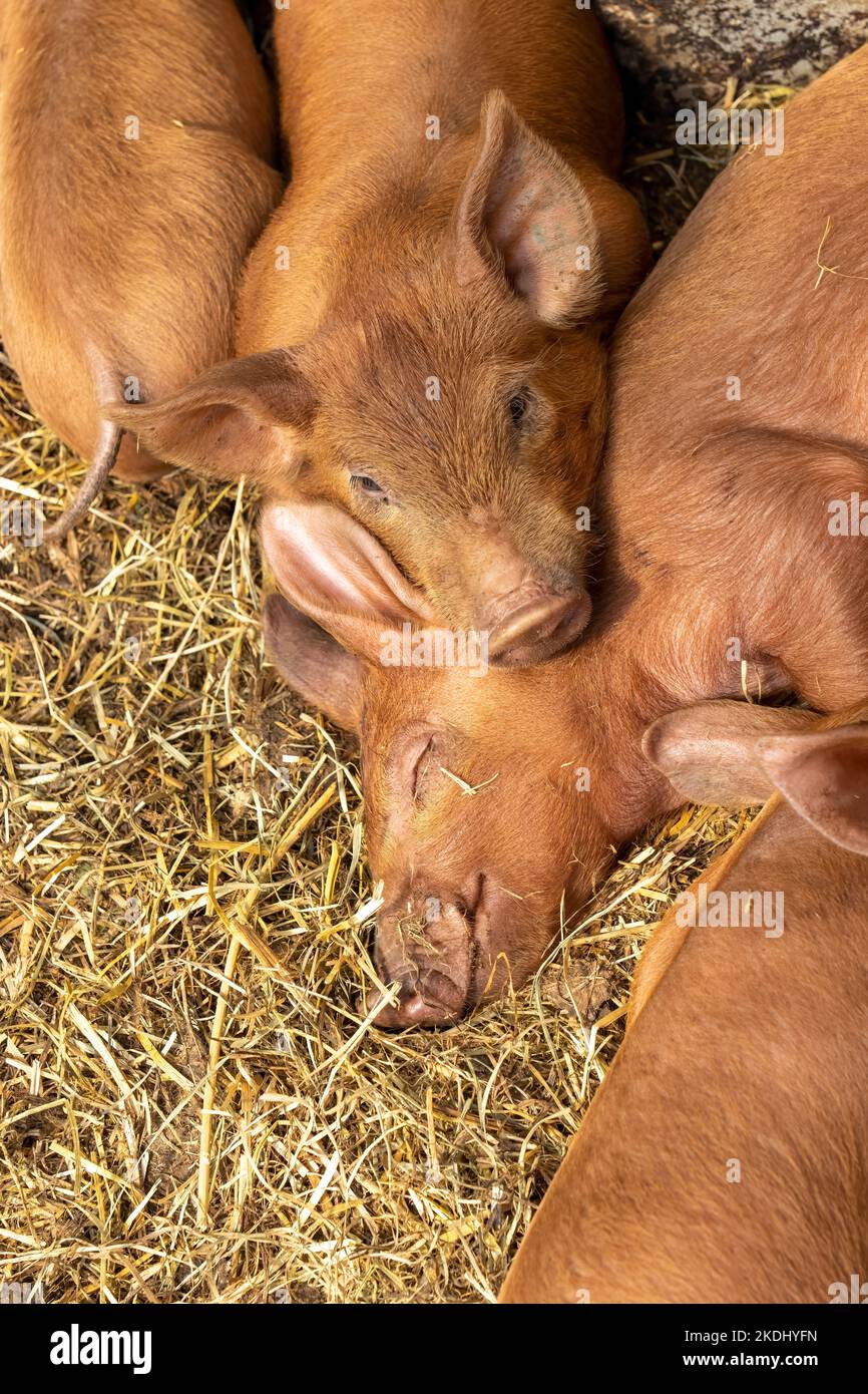 Chimacum, Washington, EE.UU. Lechones de cerdo de Tamworth agrupados para dormir Foto de stock