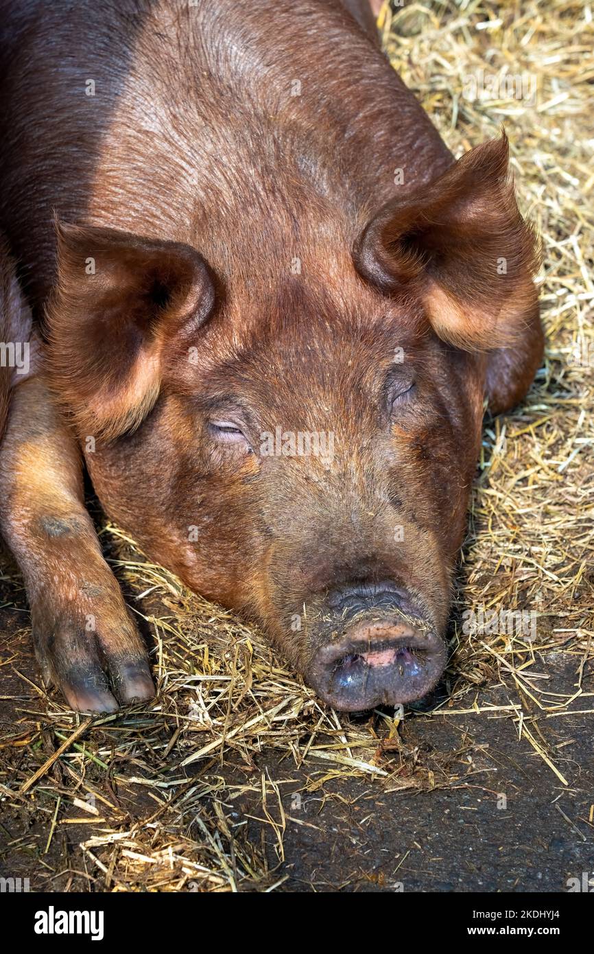 Chimacum, Washington, EE.UU. Tamworth Piglet durmiendo Foto de stock