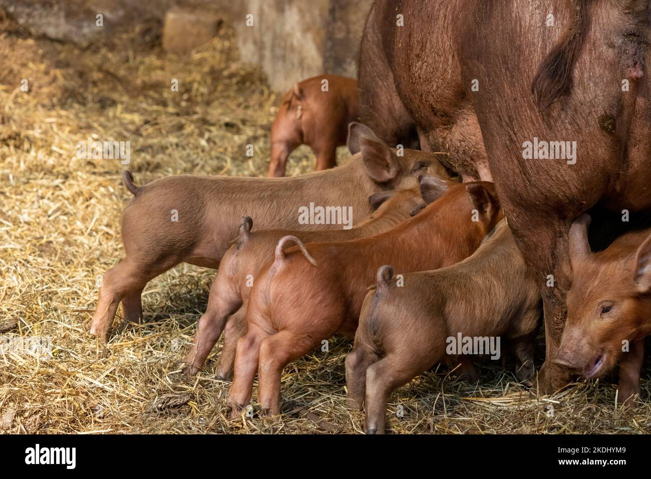 Chimacum, Washington, EE.UU. Tamworth Pig siembre de pie mientras que amamantan sus lechones Foto de stock