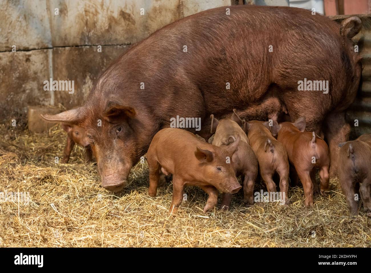 Chimacum, Washington, EE.UU. Tamworth Pig siembre de pie mientras que amamantan sus lechones Foto de stock