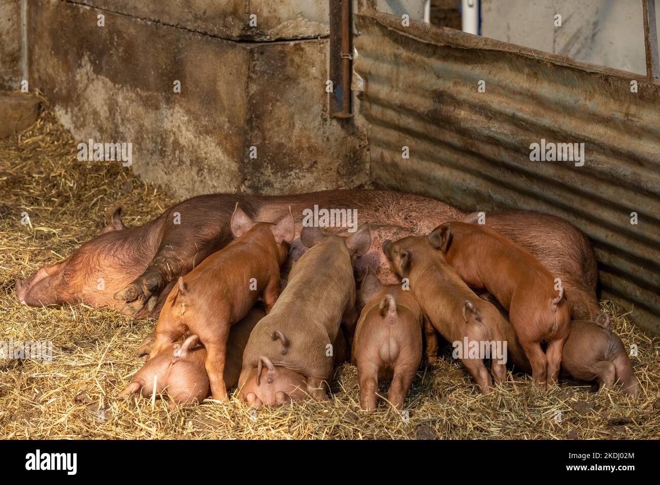 Chimacum, Washington, EE.UU. Tamworth Pig siembra reclinada mientras que amamantan a sus lechones Foto de stock