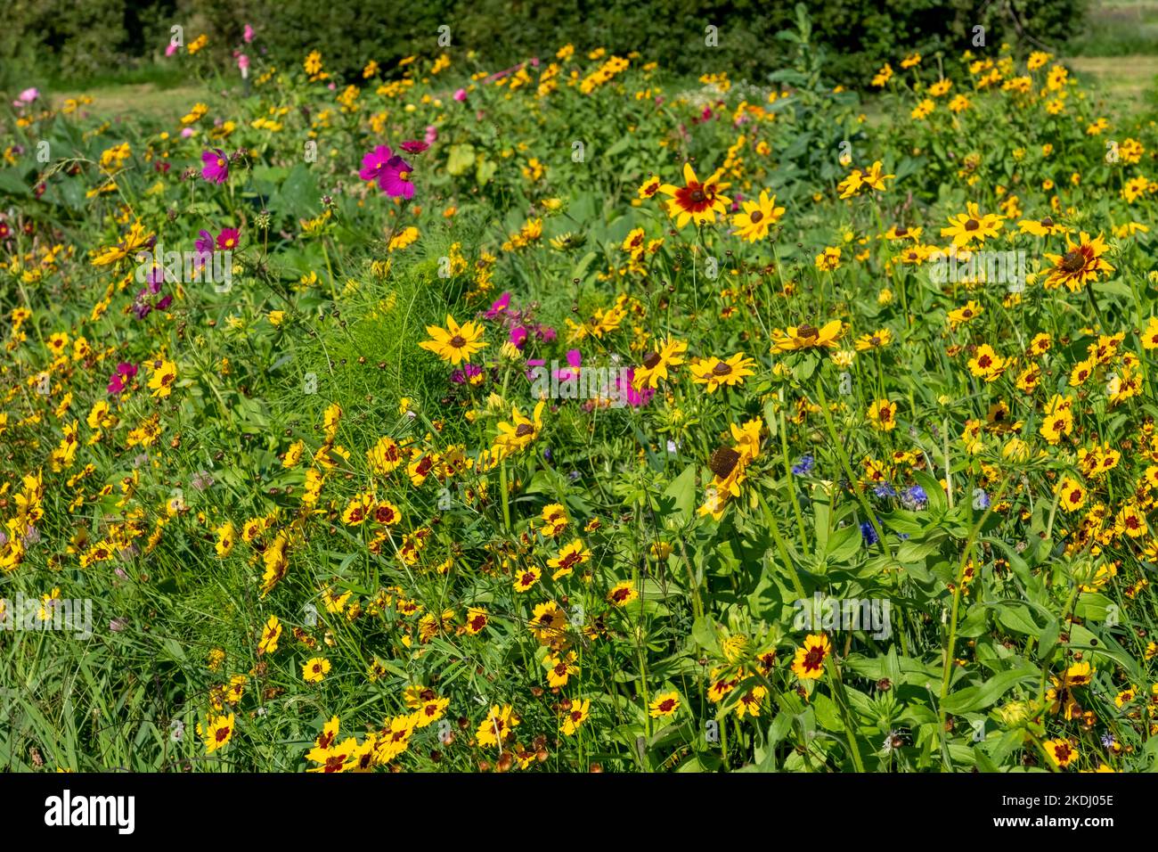 Chimacum, Washington, EE.UU. Sol de la mañana en un jardín de flores de Susanos y Blanketflowers de ojos negros Foto de stock