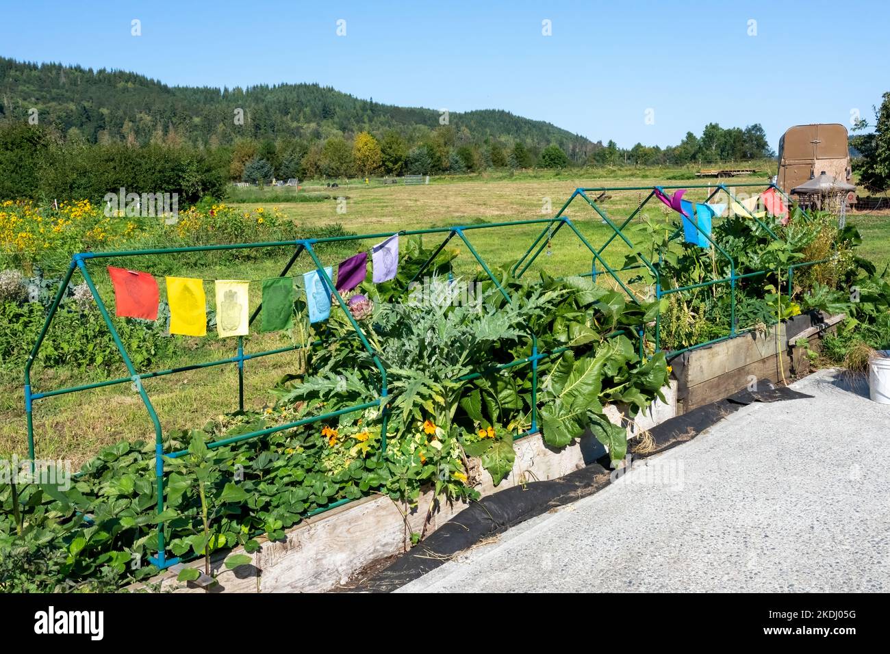 Chimacum, Washington, EE.UU. Banderas de tela de varios colores colgando de una cubierta de aro sobre un jardín de cocina largo que contiene fresa, alcachofa, nasturti Foto de stock