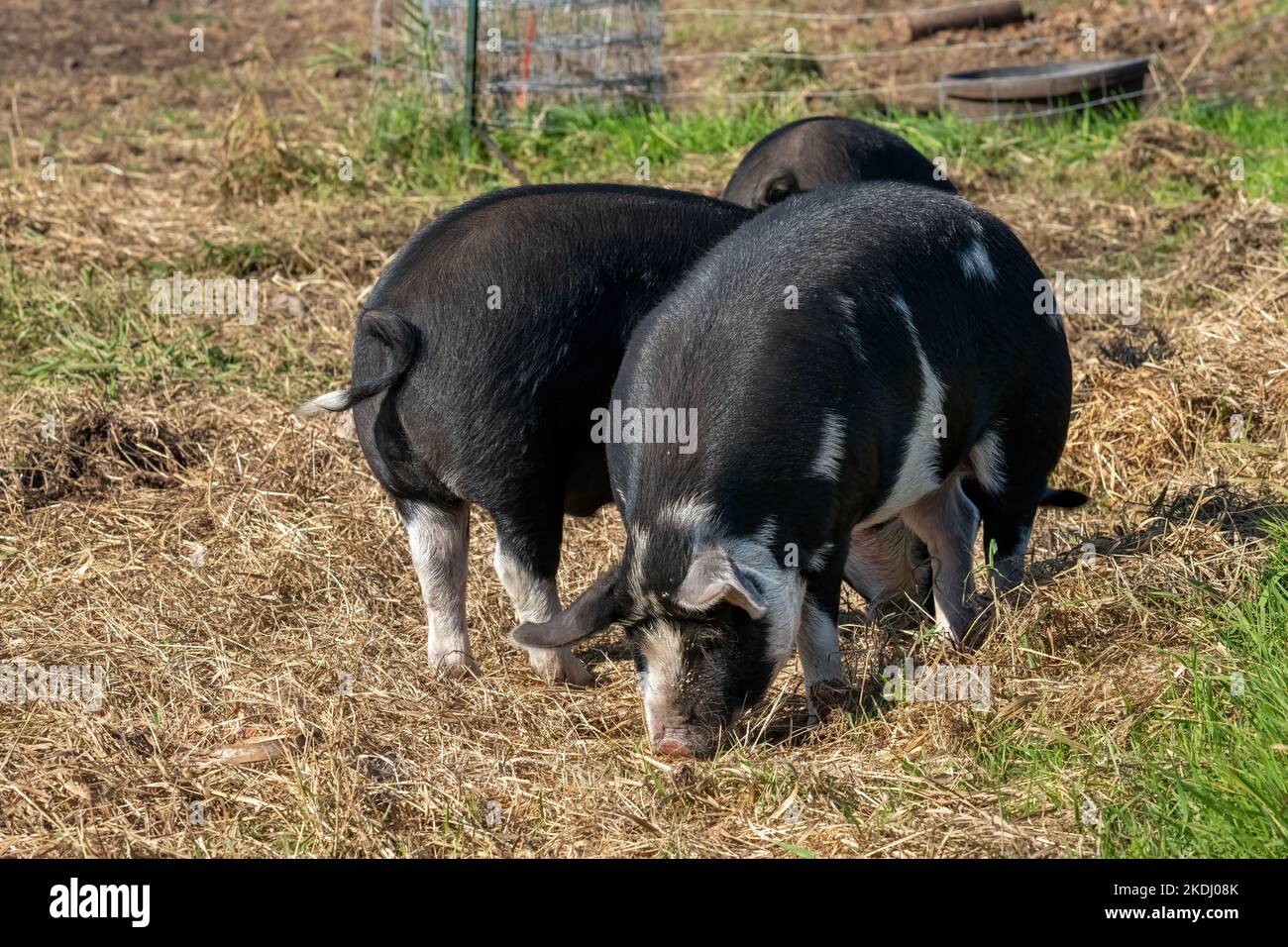 Chimacum, Washington, EE.UU. Los cerdos de la pastura de Idaho que comen el grano en la tierra Foto de stock