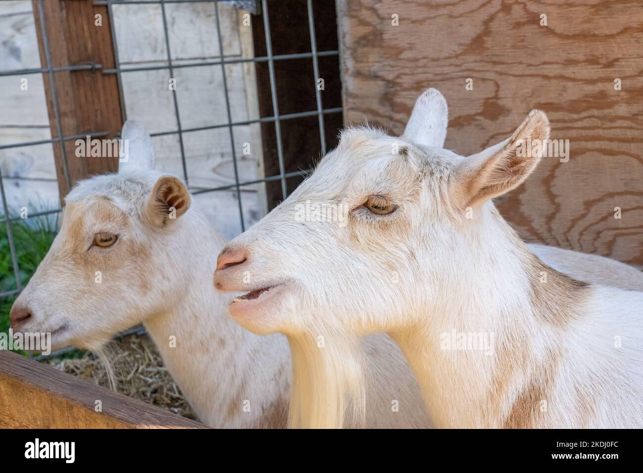 Chimacum, Washington, EE.UU. Dos cabras enanas nigerianas blancas descansando Foto de stock