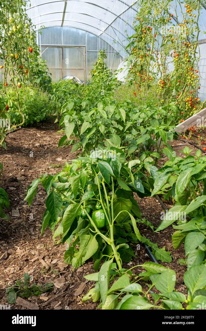 Chimacum, Washington, EE.UU. Pimientos y tomates que crecen en un invernadero comercial Foto de stock