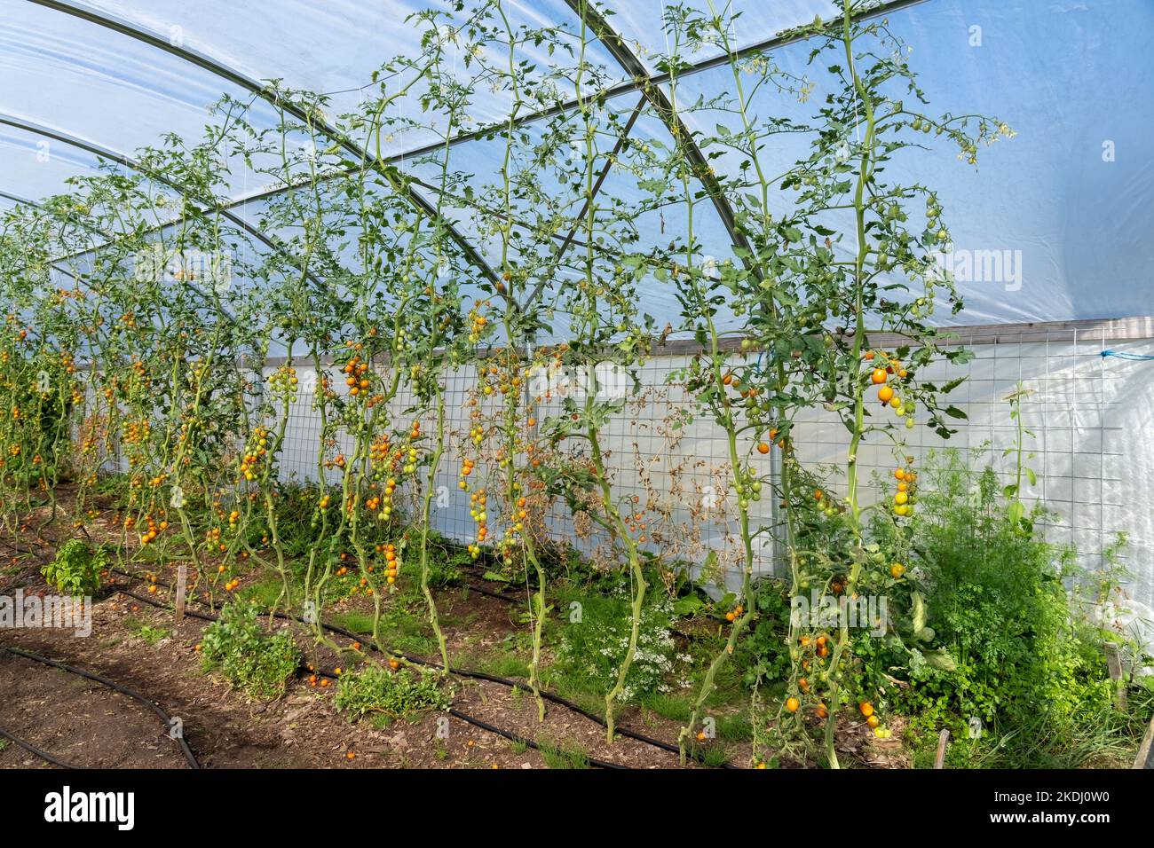 Chimacum, Washington, EE.UU. Tomates Sungold que crecen en enrejados de cuerda en un invernadero comercial Foto de stock