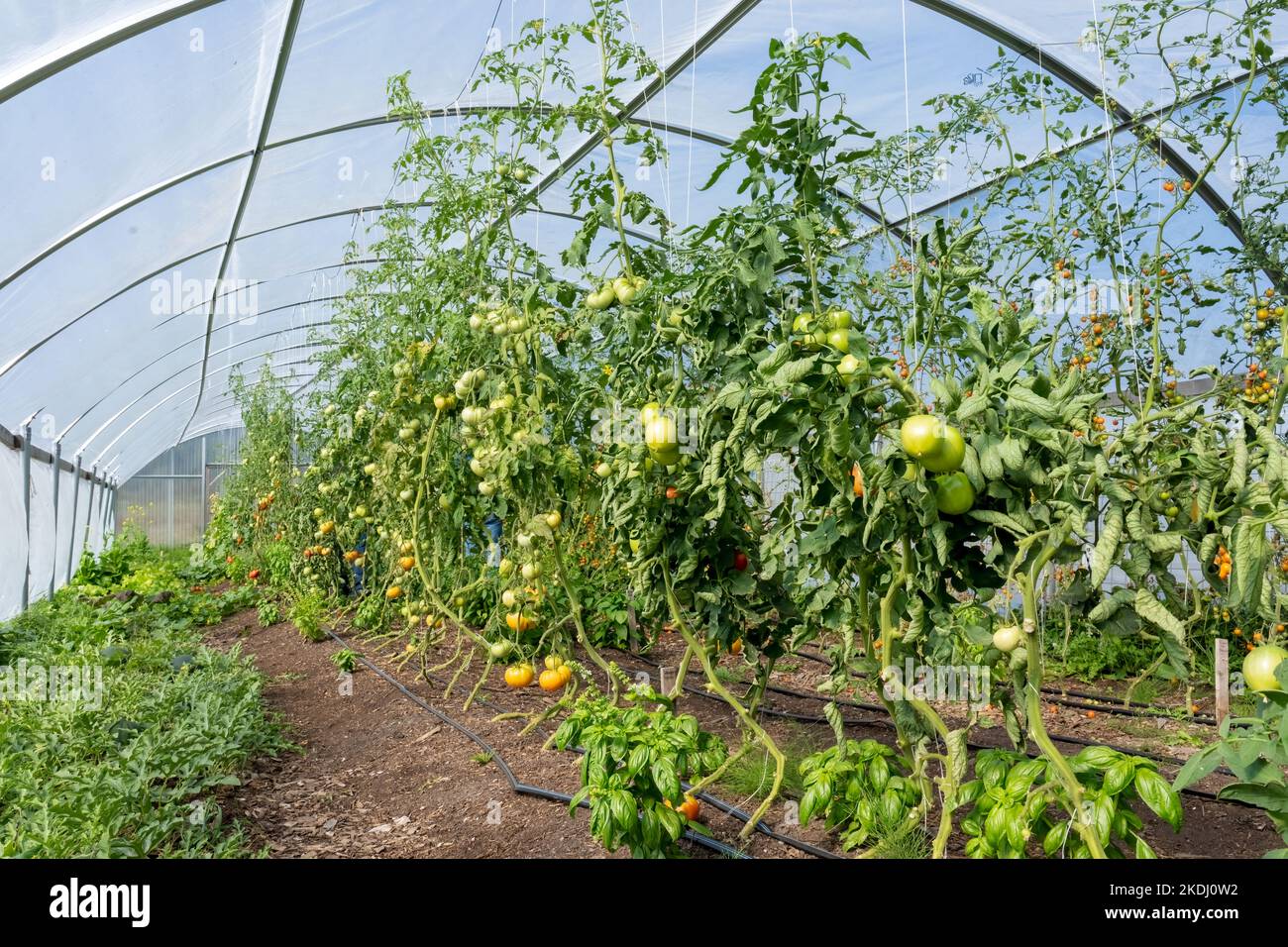 Chimacum, Washington, EE.UU. Tomates, albahaca y otras plantas que crecen en un invernadero comercial. Foto de stock