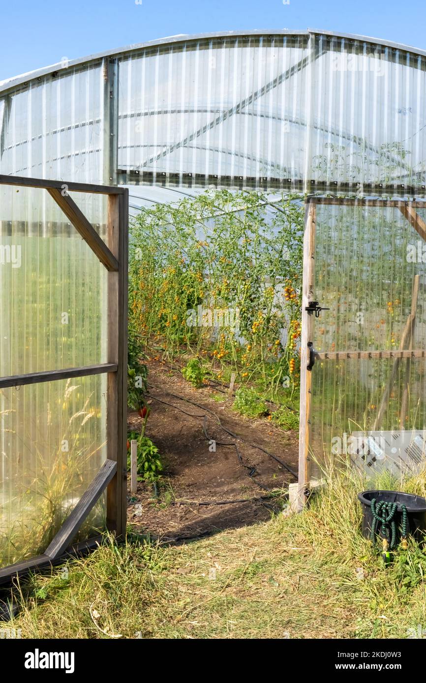 Chimacum, Washington, EE.UU. Invernadero comercial cultivando tomates de oro solar sobre enrejados de cuerda. Foto de stock