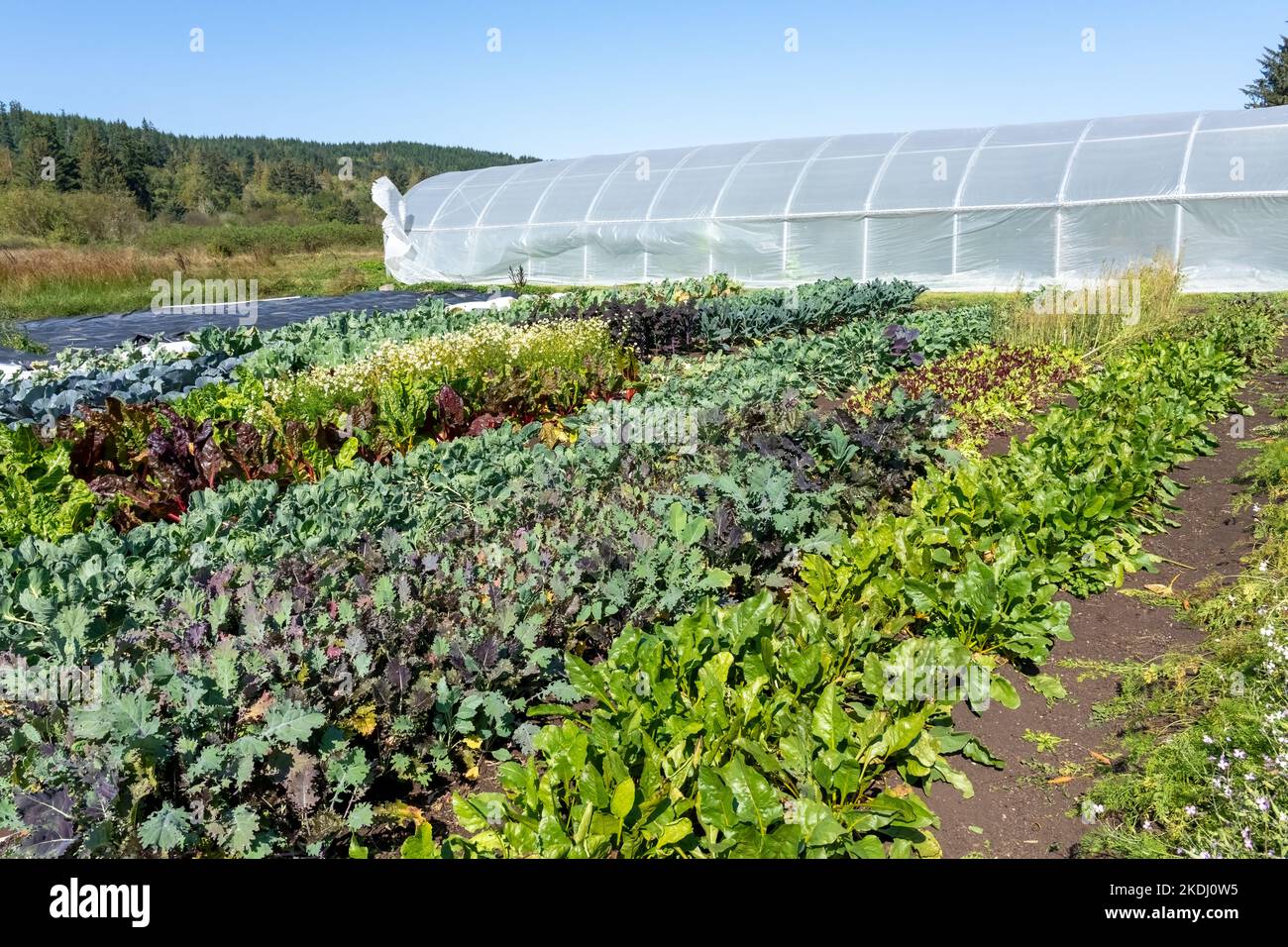 Chimacum, Washington, EE.UU. Campo delante de un invernadero comercial, el cultivo de una variedad de cultivos, incluyendo col rizada, acelga suiza, hojas verdes collard, lettuc Foto de stock