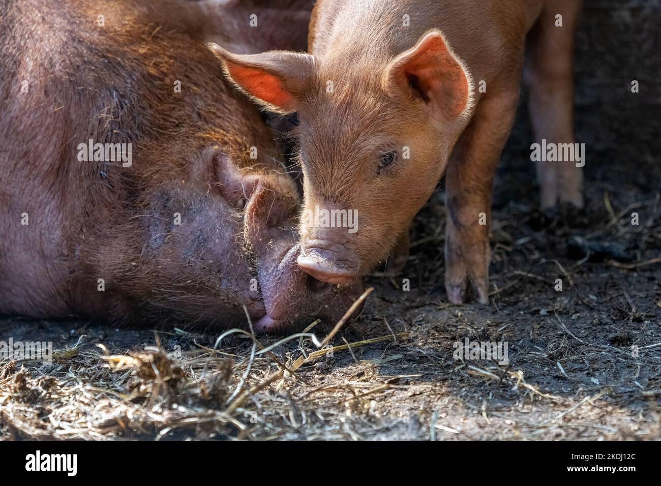 Chimacum, Washington, EE.UU. Cerdito Tamworth Cerdo y lechón nuzzling Foto de stock