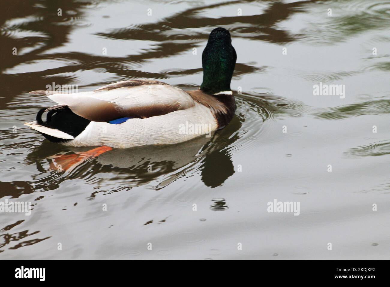 Pato de pesca fotografías e imágenes de alta resolución - Alamy