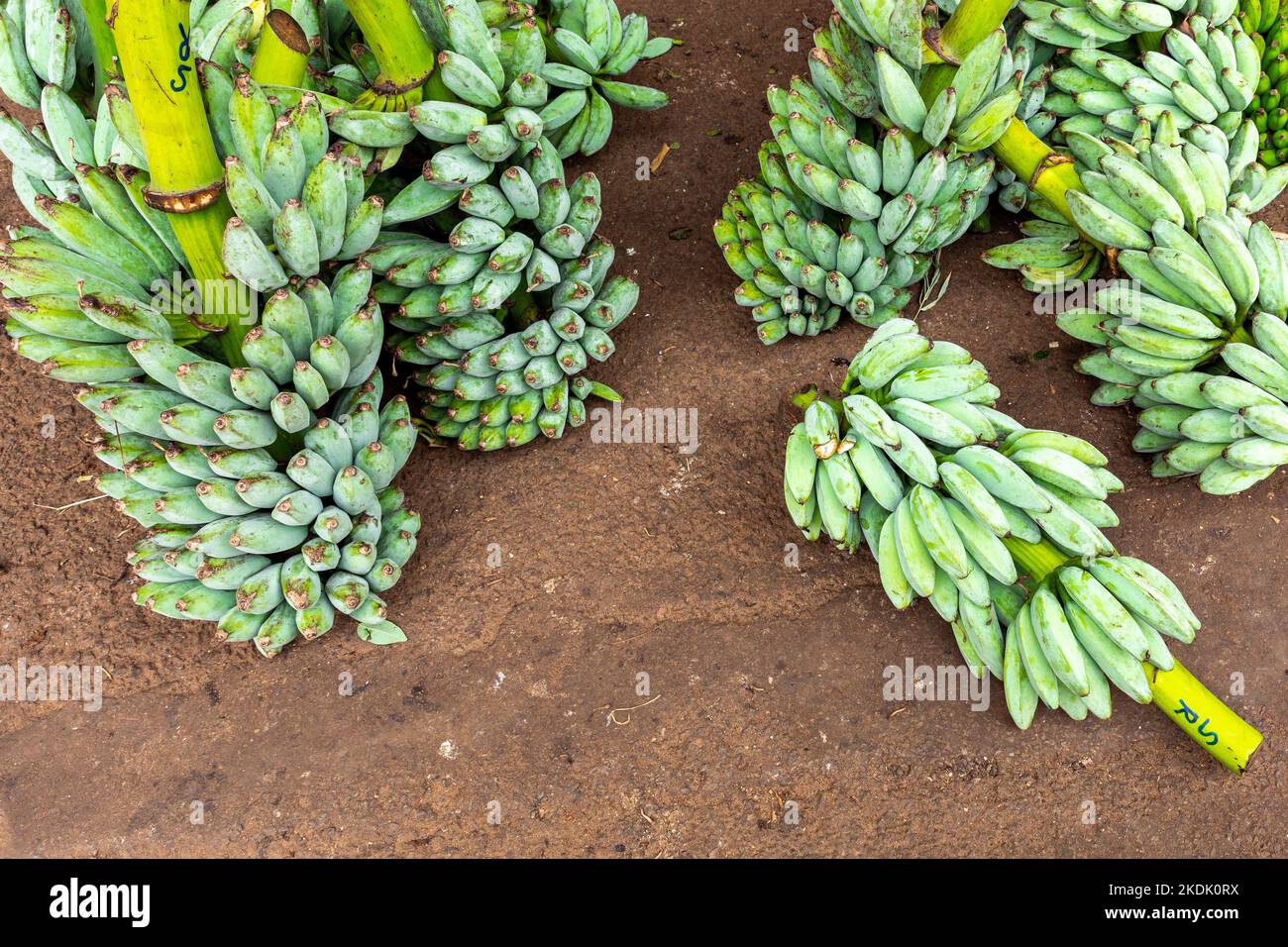 Bananas verdes a la venta en el gran mercado de alimentos de Dambulla, Sri Lanka. Foto de stock
