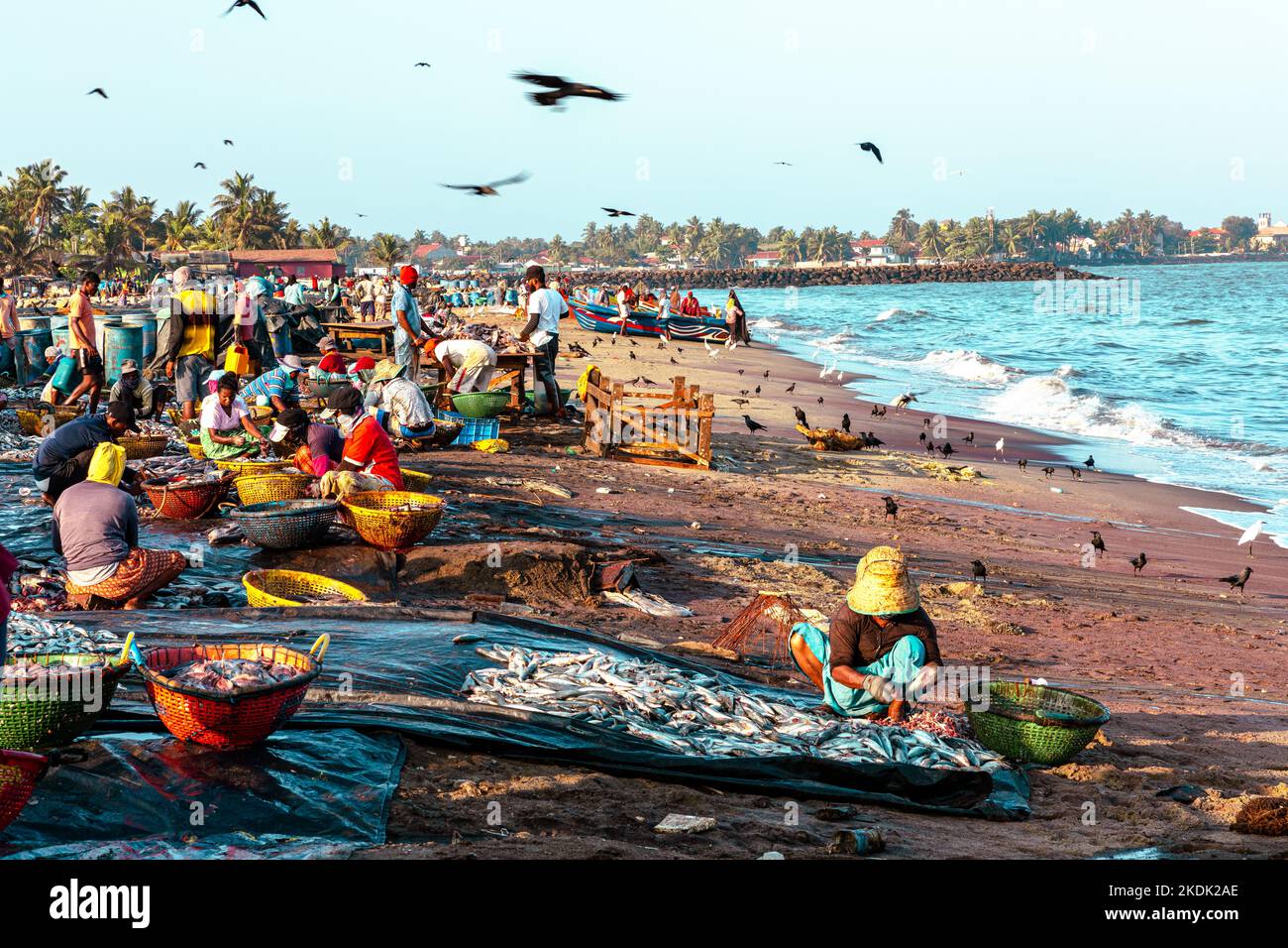 NEGOMBO, SRI LANKA - 28 DE FEBRERO de 2022: Gente que trabaja con peces en la playa de Negombo, Sri Lanka. Foto de stock