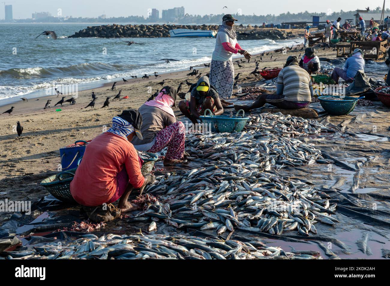 NEGOMBO, SRI LANKA - 28 DE FEBRERO de 2022: Gente que trabaja con peces en la playa de Negombo, Sri Lanka. Foto de stock
