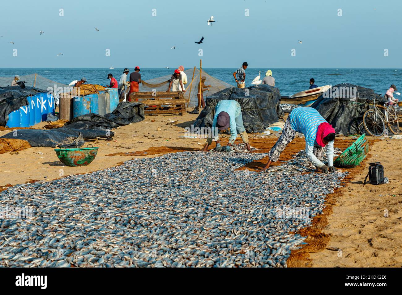 Gente que trabaja con peces en la playa de Negombo, Sri Lanka. Foto de stock