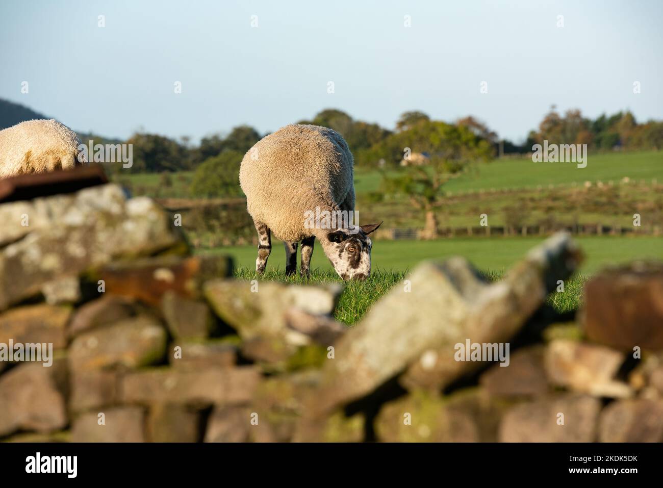 Una oveja pastando detrás de una pared de piedra, Preston, Lancashire, Reino Unido Foto de stock