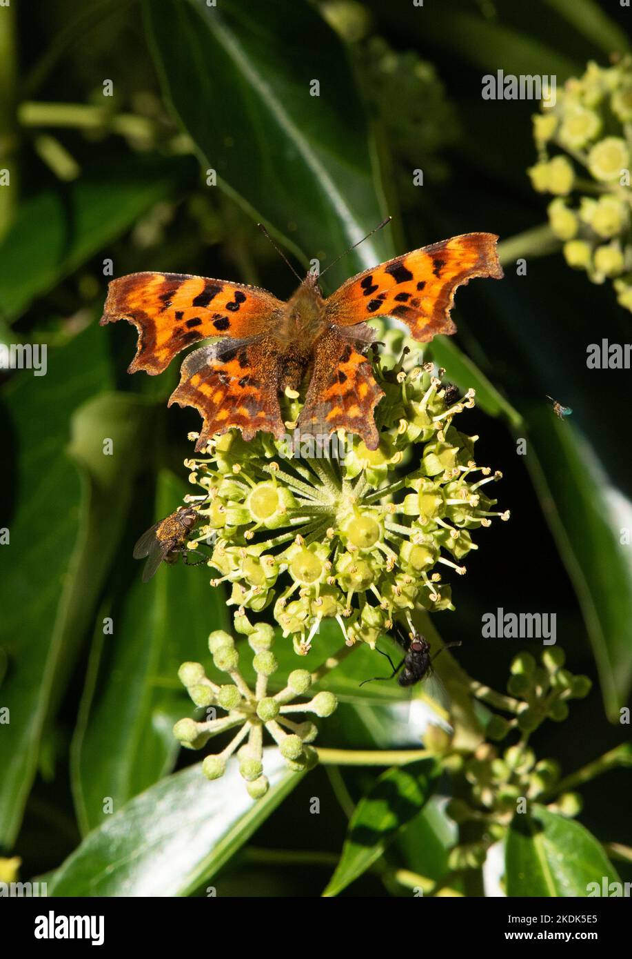 Mariposa coma en hiedra, Chipping, Preston, Lancashire, Reino Unido Foto de stock