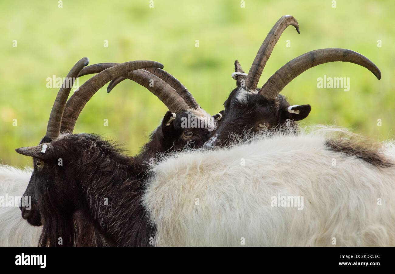 Bagot Goats, Levens Deer park, Kendal, Cumbria, Reino Unido Foto de stock