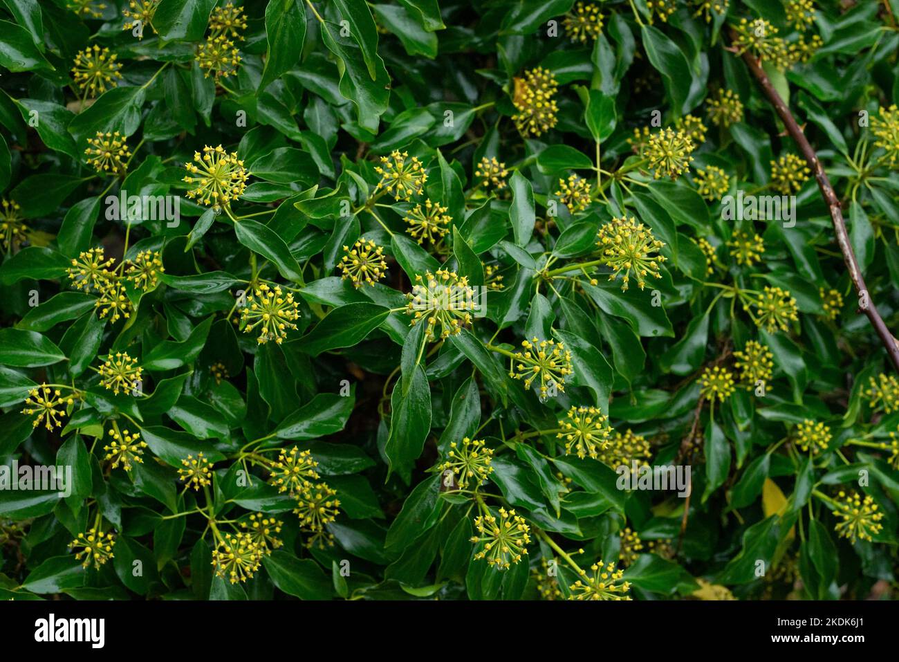English Ivy, Arnside, Milnthorpe, Cumbria, Reino Unido Foto de stock