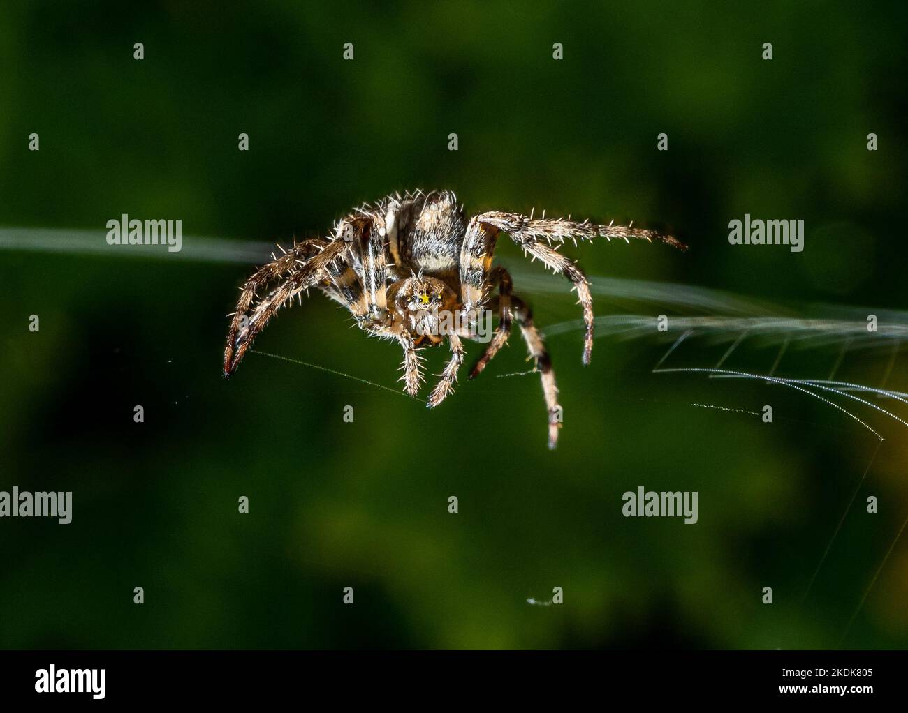 Una araña del orbe de la Cruz del Jardín en un jardín, Hanbury, Burton-on-Trent, Staffordshire Foto de stock