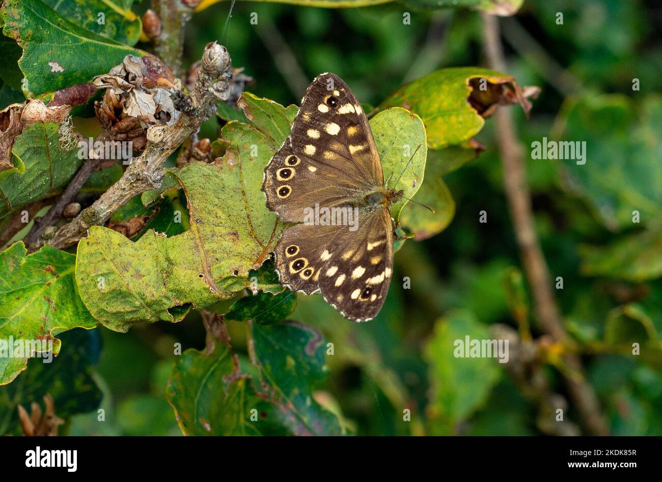 Una mariposa de madera moteado, Arnside, Cumbria, Reino Unido. Foto de stock