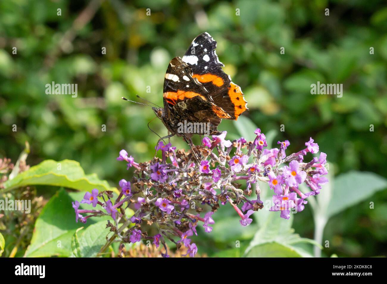 A Red Admiral Butterfly, Arnside Park, Arnside, Cumbria, Reino Unido Foto de stock