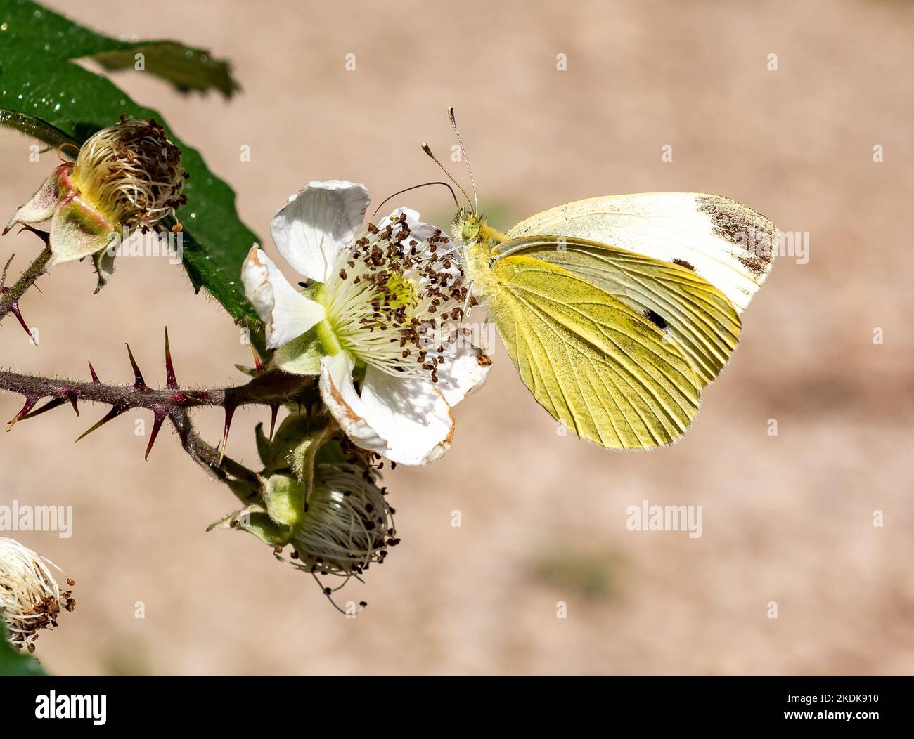 Mariposa blanca con velos verdes, Arnside, Milnthorpe, Cumbria, Reino Unido Foto de stock