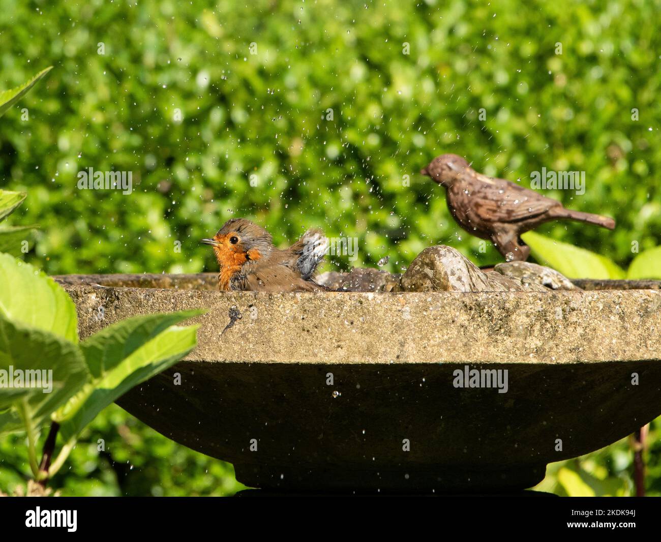 Un Robin tomando baño en un baño de pájaros, Chipping, Preston, Lancashire, Reino Unido Foto de stock