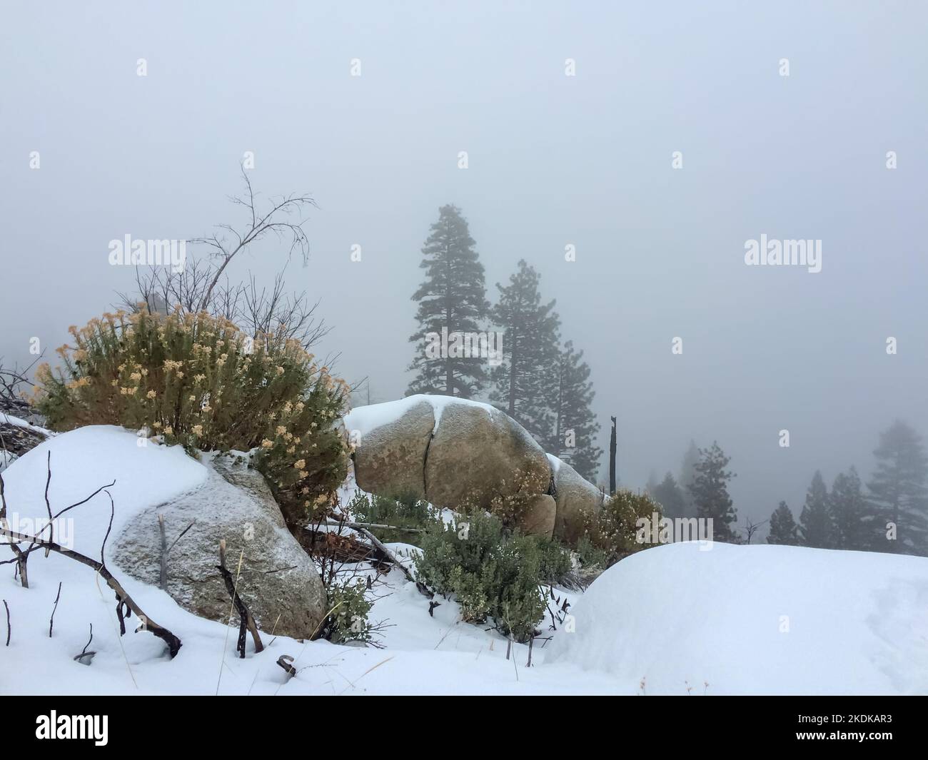 La nieve invernal cubre algunas de las rocas y plantas en la ladera de una montaña en el Parque Nacional de Yosemite, mientras que la niebla bloquea la vista. Foto de stock