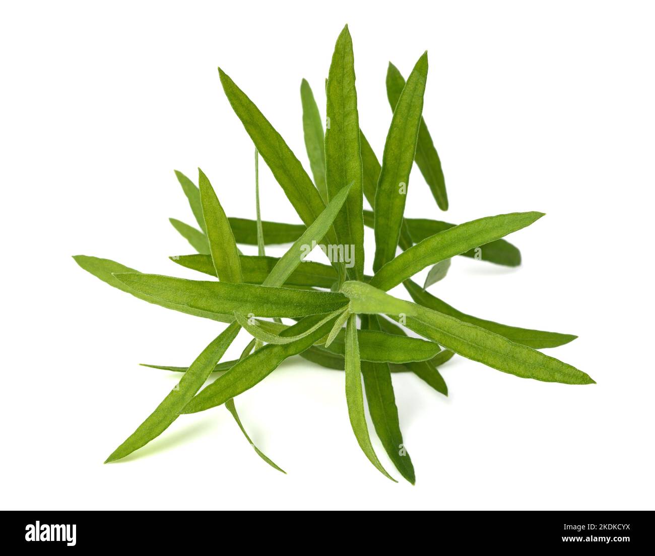Estragón (Artemisia dracunculus) aislado sobre fondo blanco. Foto de stock