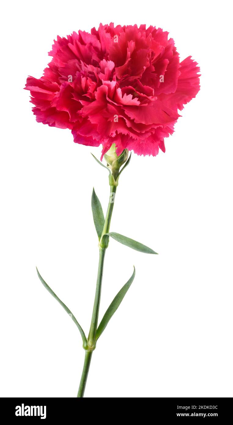 Flor de clavel rosa aislada sobre fondo blanco Foto de stock