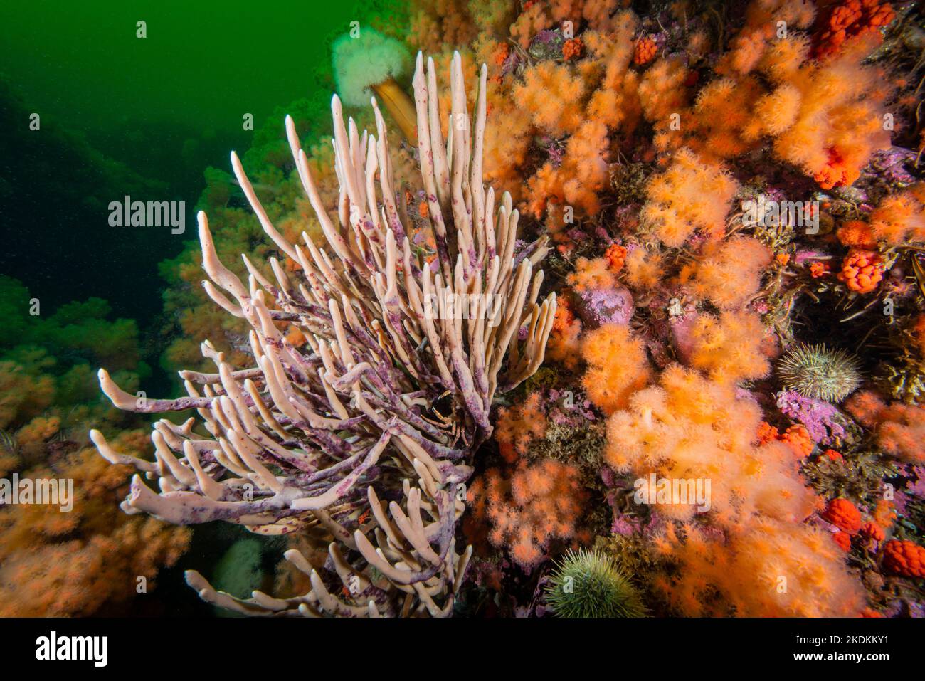 Esponja Finger y coral rojo suave y colorido bajo el agua en el Golfo de San Lorenzo. Foto de stock