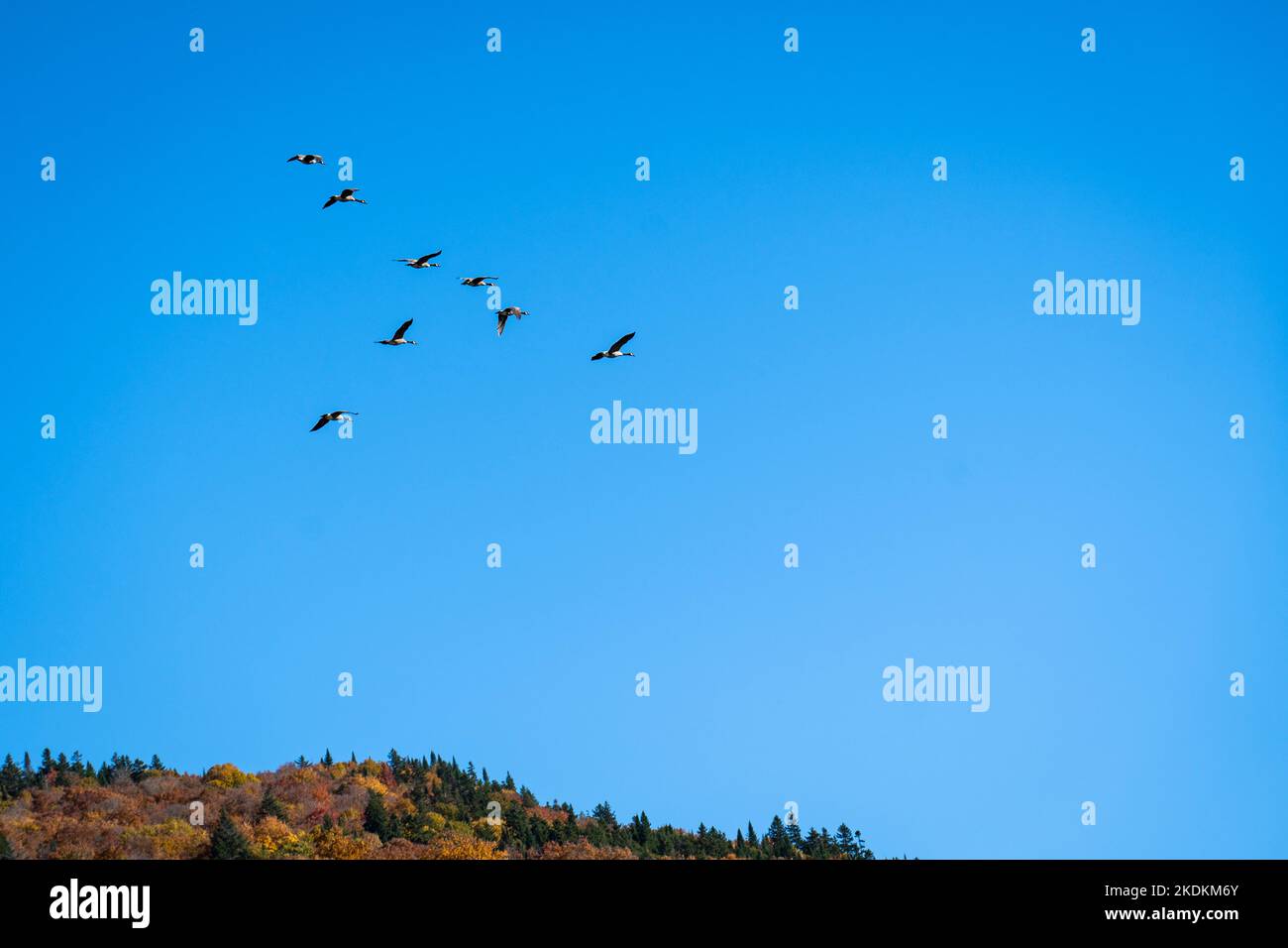 Ganso de Canadá volando en formación durante la migración otoñal. Foto de stock