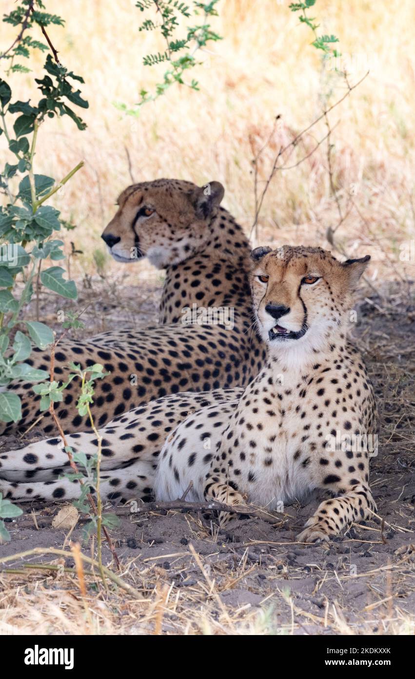 Dos guepardos machos adultos, Acinonyx jubatus en estado silvestre, Parque Nacional Chobe, Botswana, África. Cheetah es un gato grande y animales en peligro. Foto de stock