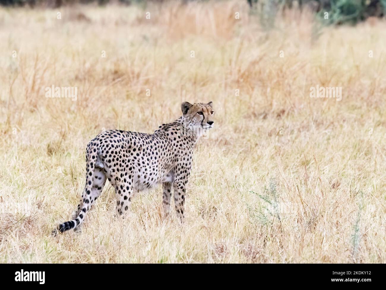 Cheetah Botswana; Cheetah macho adulto silvestre de pie en pastizales, Acinonyx jubatus, Parque Nacional Chobe, Botswana África. Animal en peligro de extinción. Cat. Grande Foto de stock
