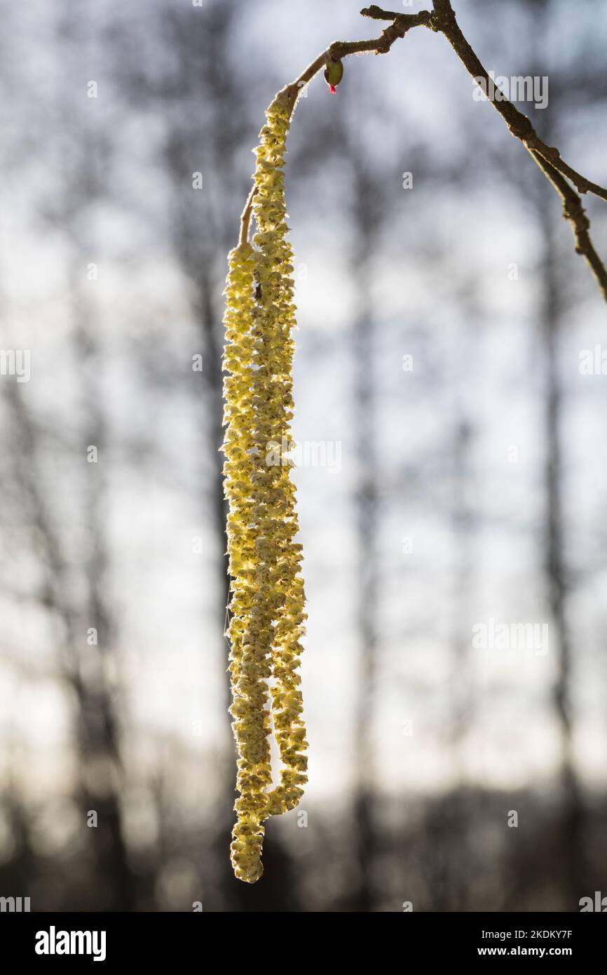 Gewöhnliche Hasel, Hasel, Haselnuß, Haselnuss, Blüten, Blüte, Kätzchen, Blütenkätzchen, männliche und weibliche Blüten, Corylus avellana, COB, Hazel, Foto de stock