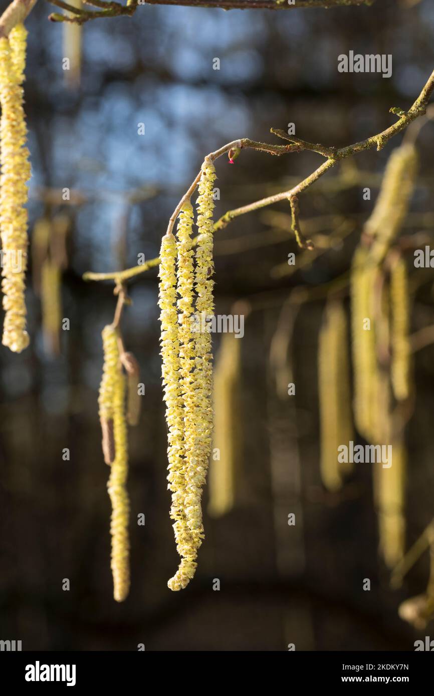 Gewöhnliche Hasel, Hasel, Haselnuß, Haselnuss, Blüten, Blüte, Kätzchen, Blütenkätzchen, männliche und weibliche Blüten, Corylus avellana, COB, Hazel, Foto de stock