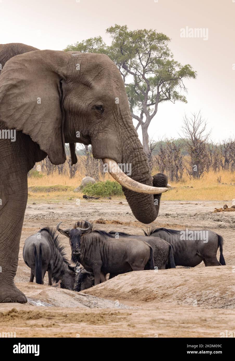 Elefante Africano, Loxodonta Africana, y Wildebeest Azul, Connochaetes Taurinus, Parque Nacional Chobe Botswana África - Animales y vida silvestre africanos Foto de stock