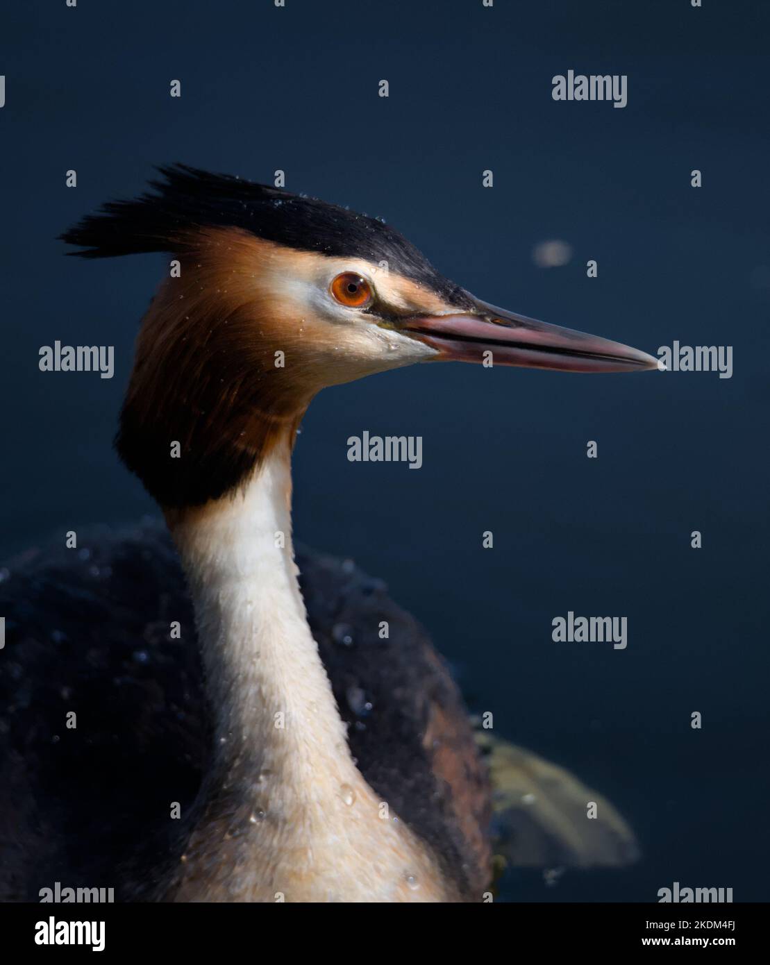 Primer plano del lado de la cabeza de Un gran Grebe Crestado, Podiceps cristatus, Natación en un lago, Blashford Lakes Reino Unido Foto de stock