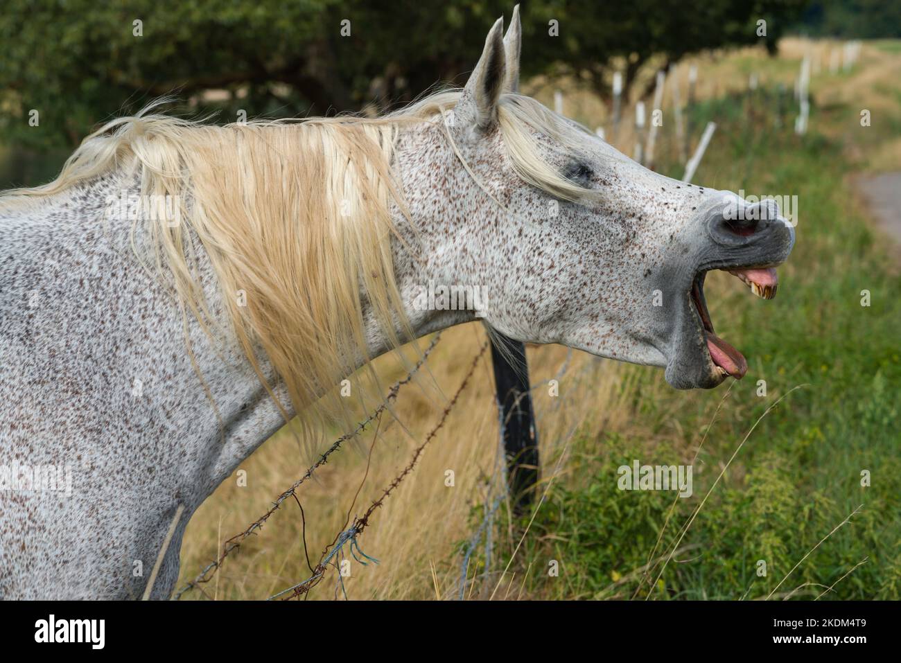 Bostezo de caballo árabe Foto de stock