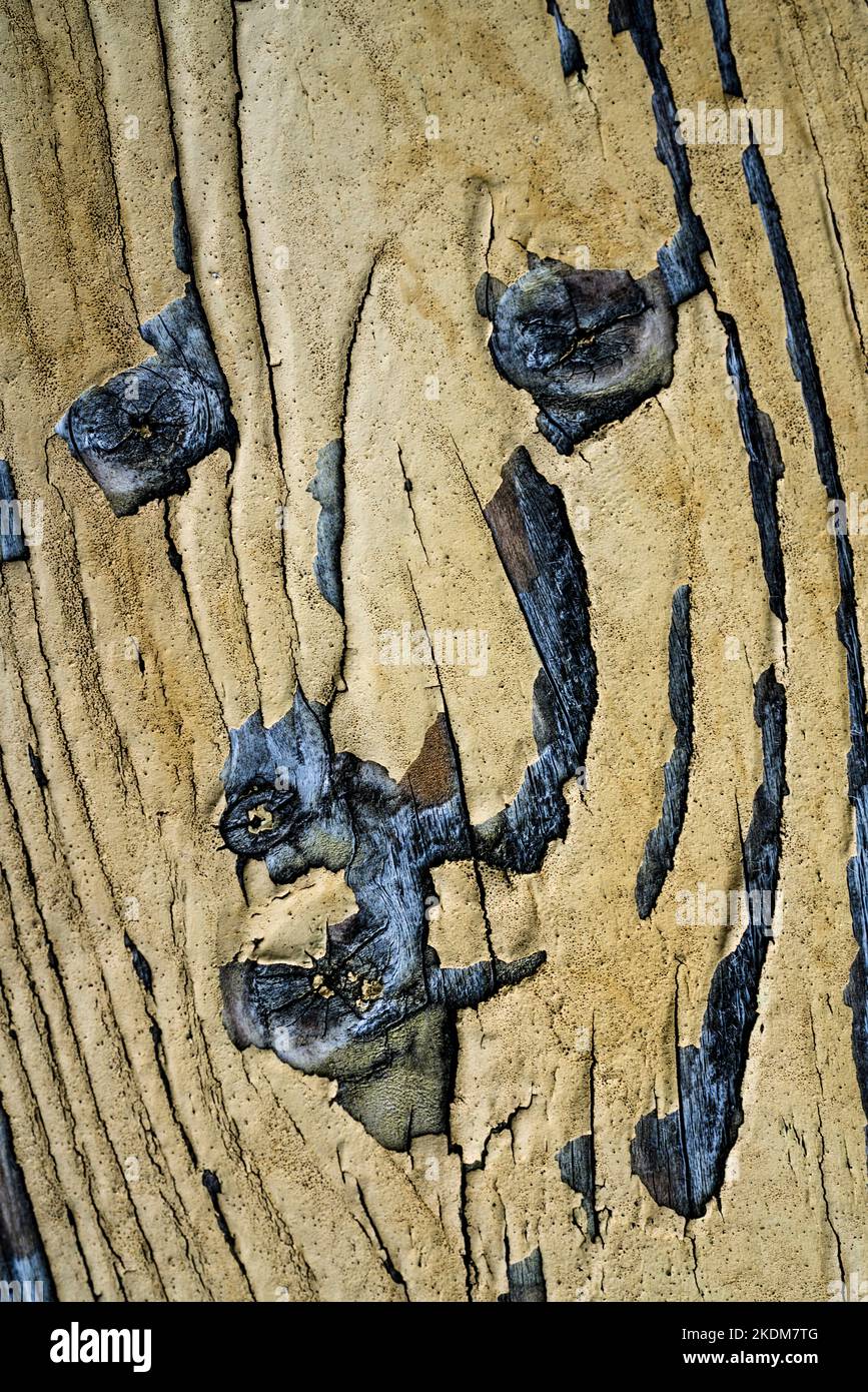 Tablones de madera vieja, tiene el aspecto de una cara Foto de stock